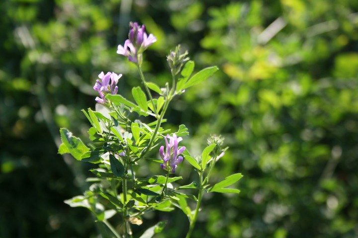 Nature