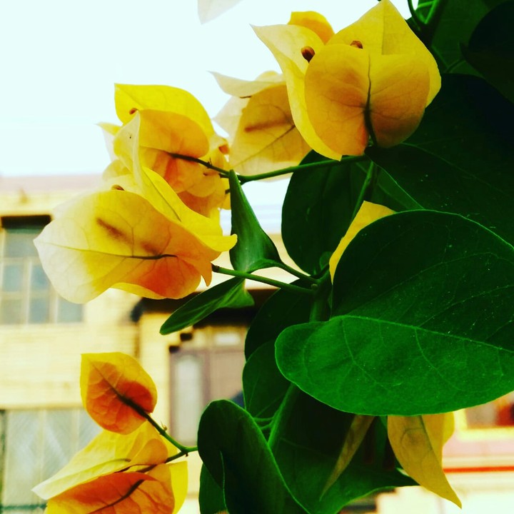 yellow bouganbalia