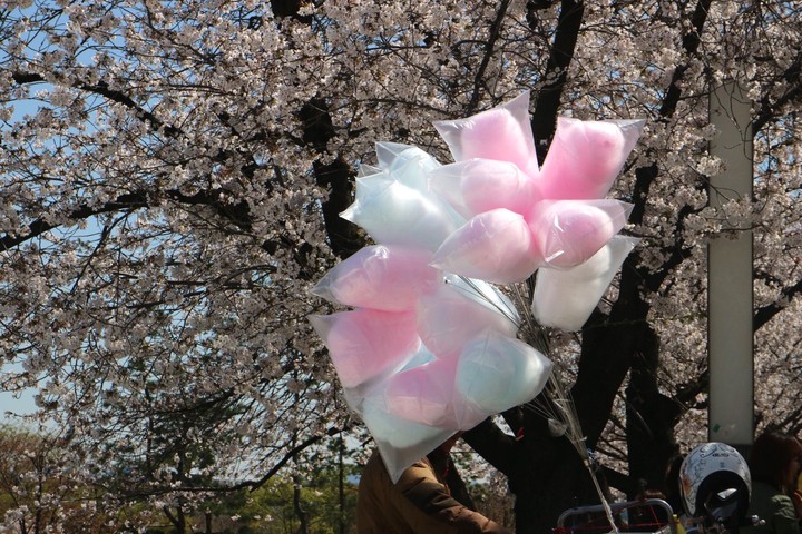 솜사탕 사랑