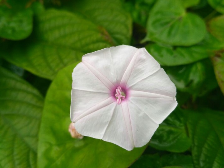 #flowers