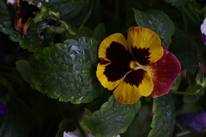 Flowers