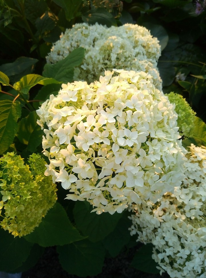 summer