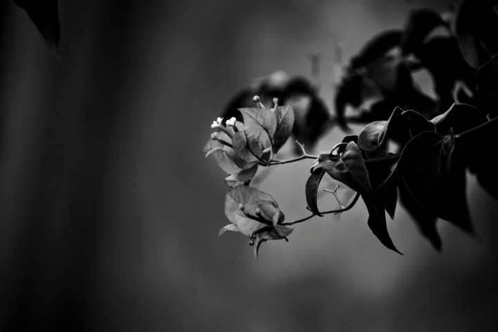 The blossoming beauty !