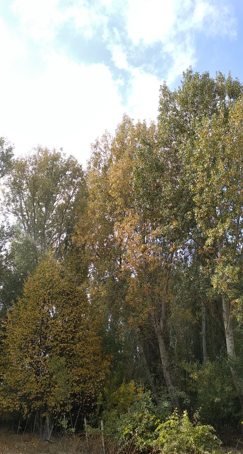 autumn