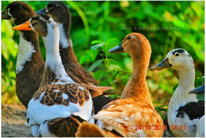 a group of ducks