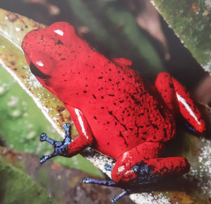 frosch