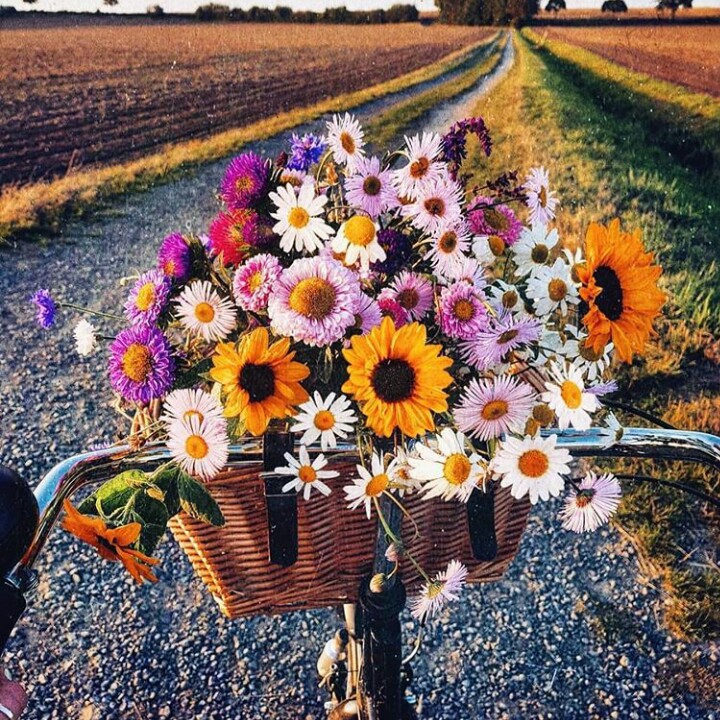 fleurs⭐⭐⭐