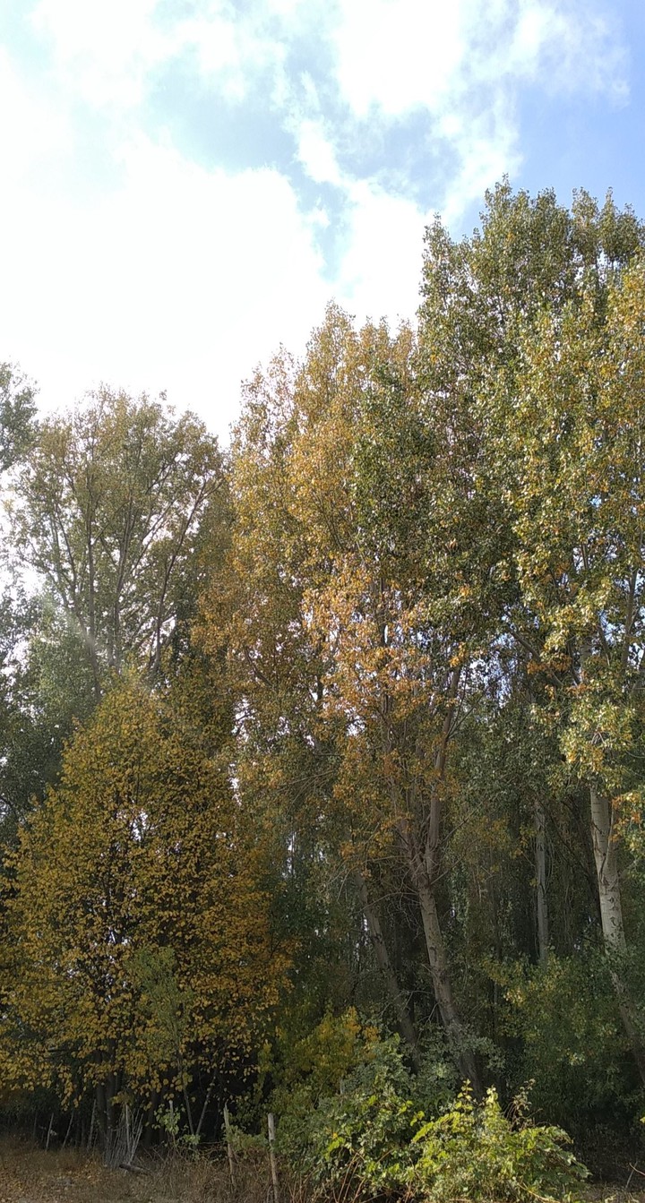 autumn