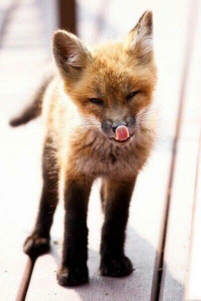 fauna, wildlife वॉलपेपर