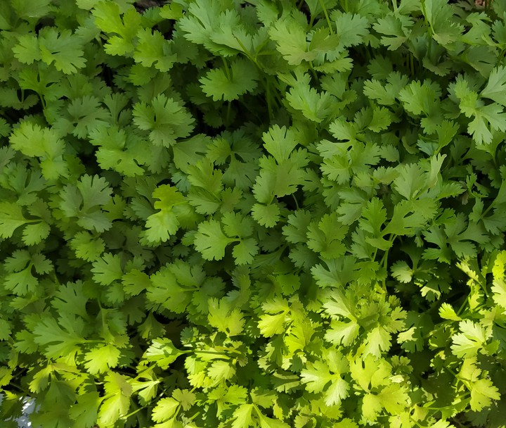 leafs