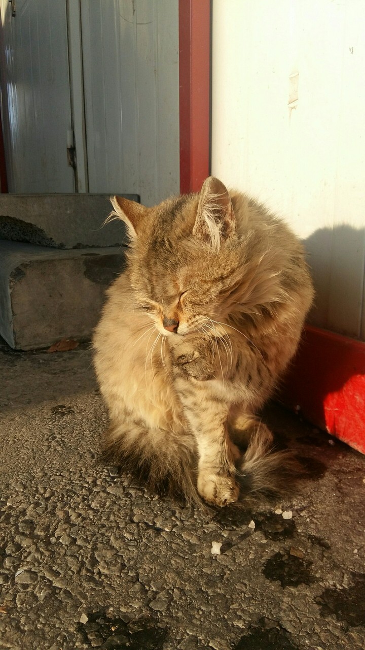 kedi