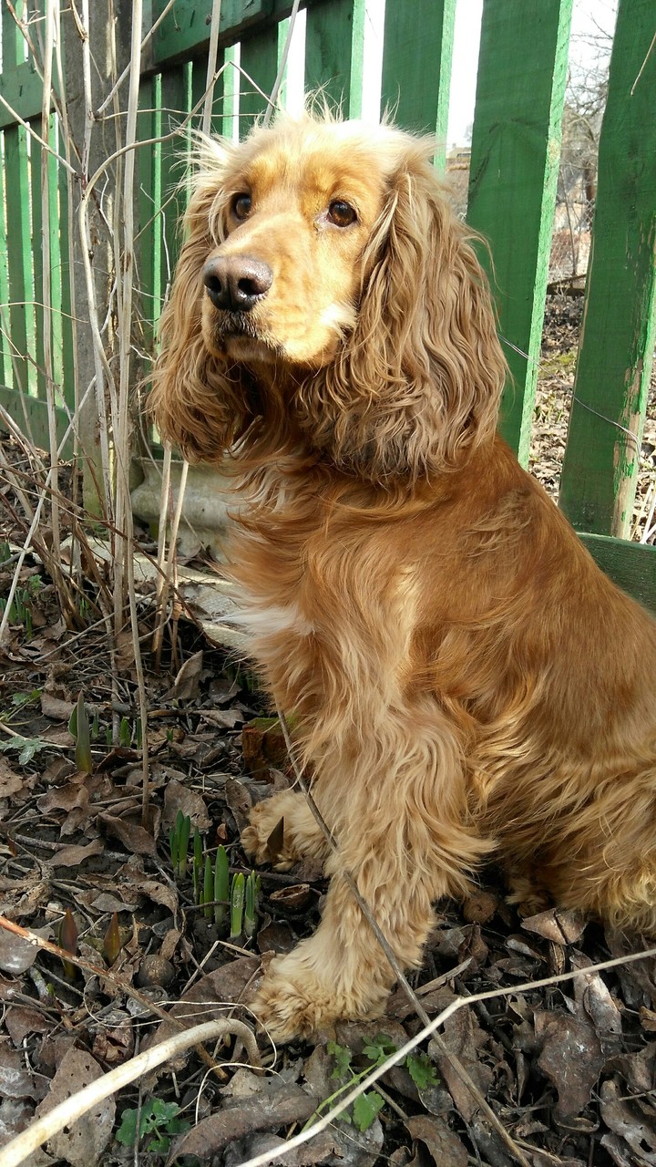 dog is sitting near the fence
