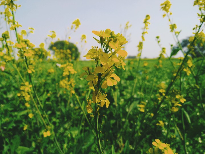 Agriculture land