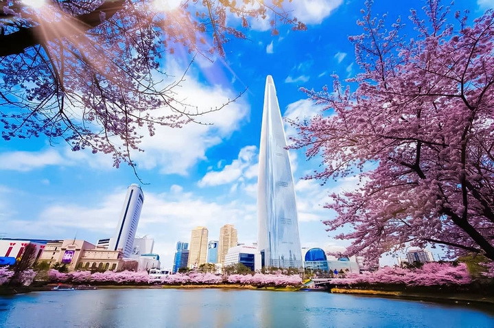 Cherry Blossom