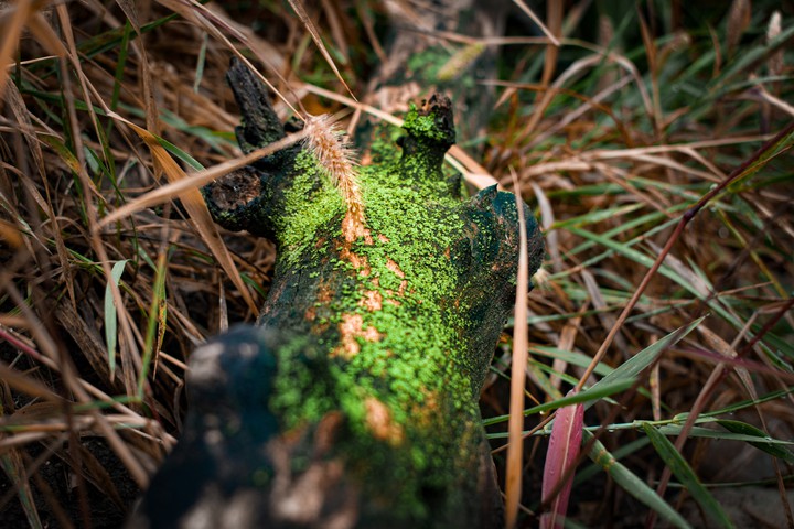 Minimalist Nature