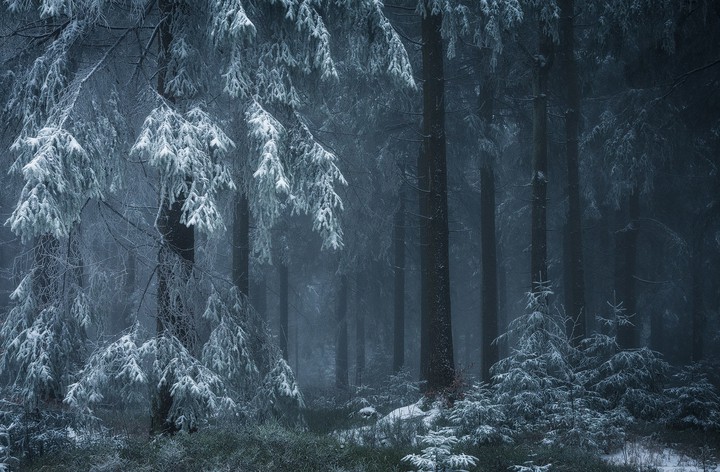 Wonderful forest