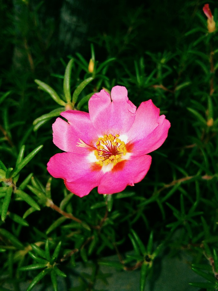 Flower... ✨