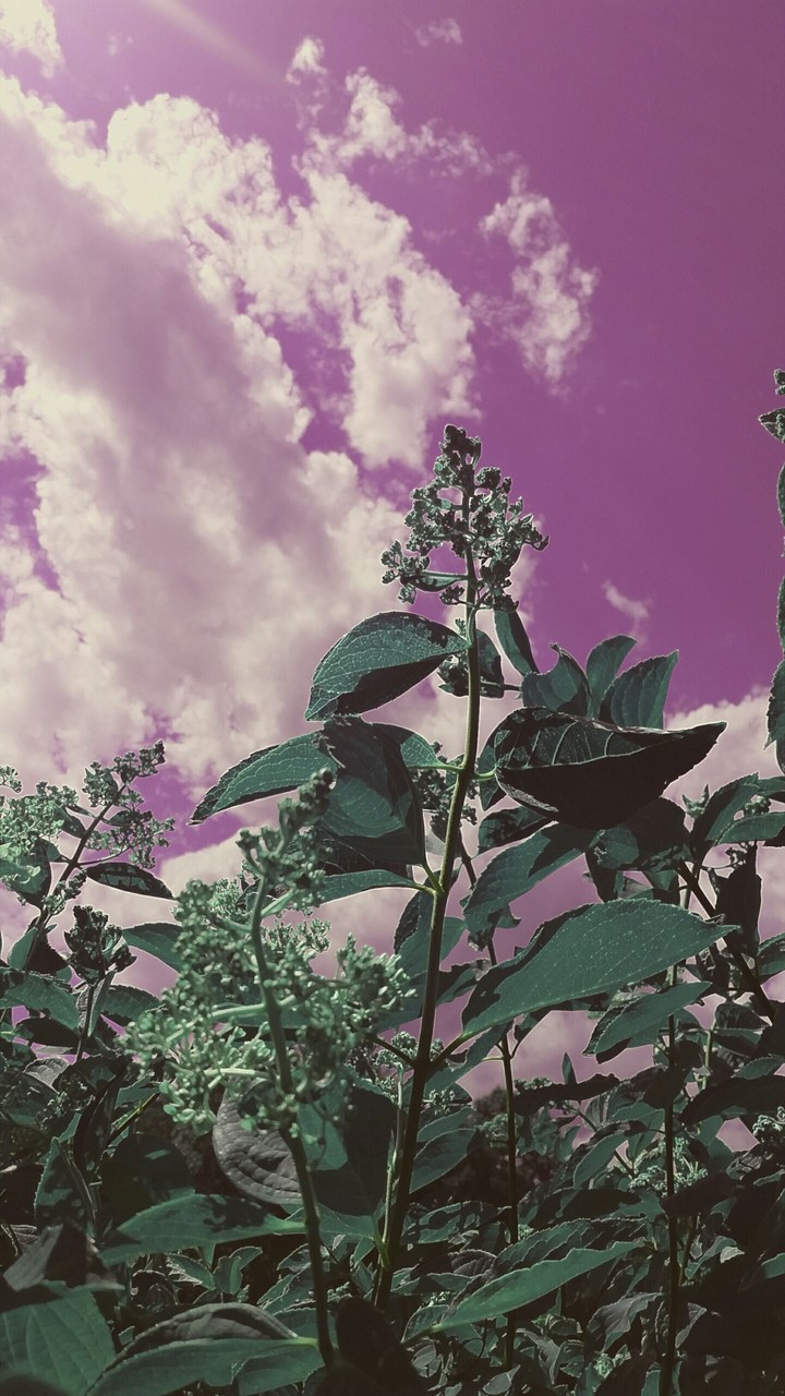 Purple sky