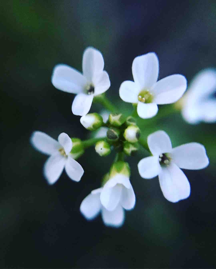 macro shooting?