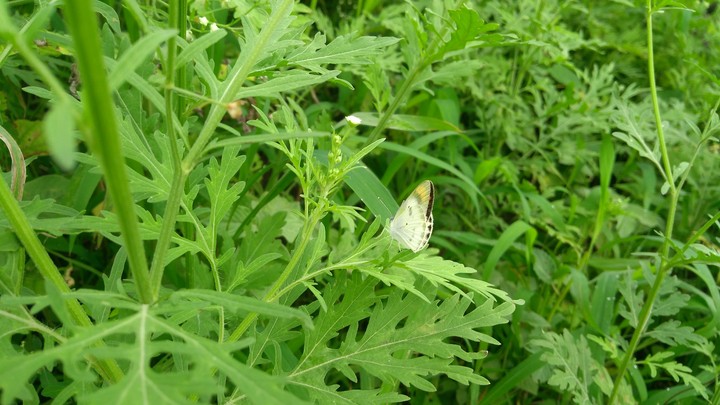little butterfly on a mesmerising morning bushes