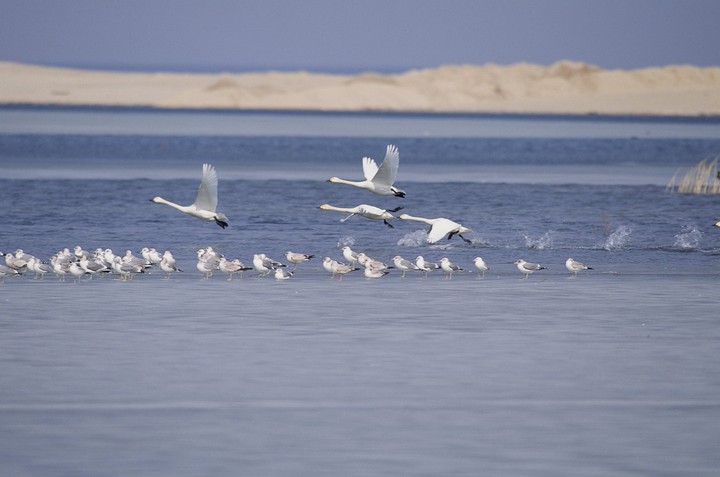 Birds