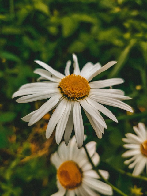 chamomiles