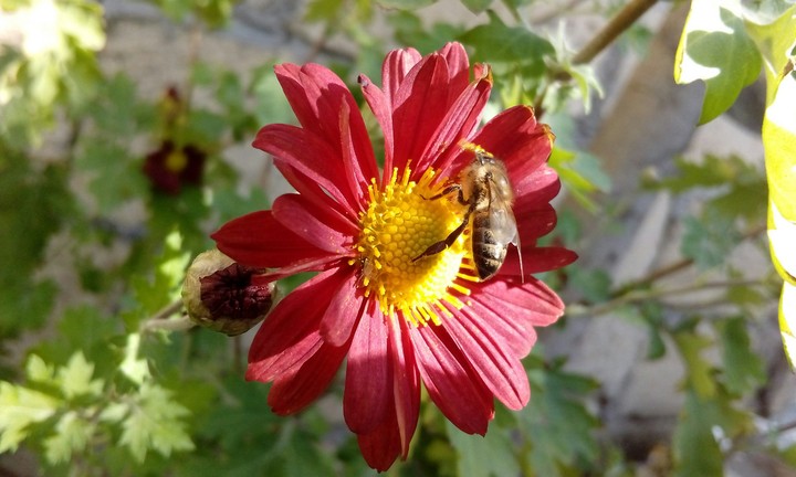 worker bee