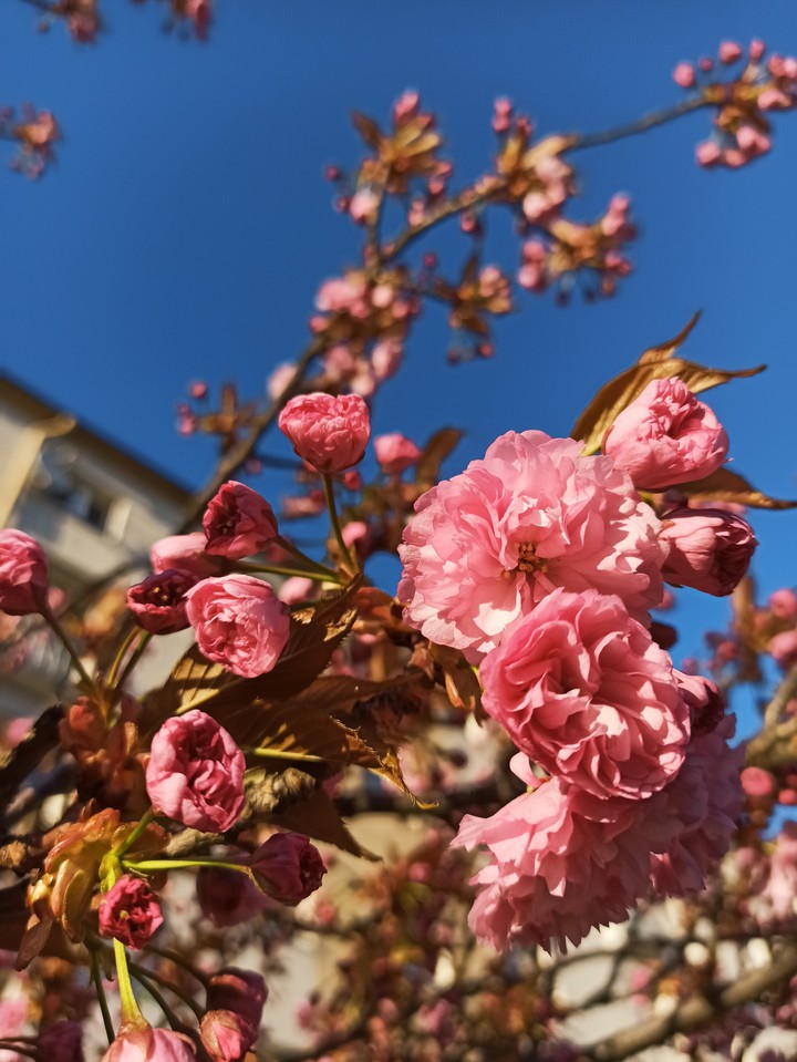 late spring