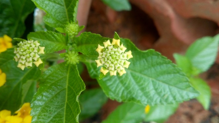 The tiny flower 