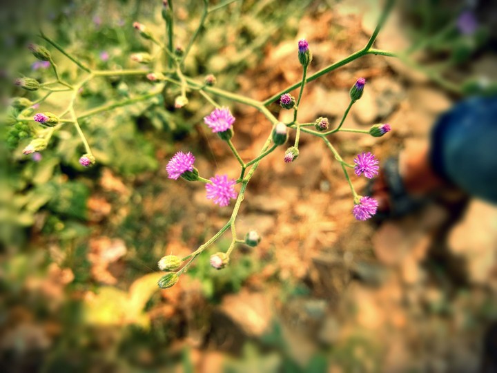 pink little flower