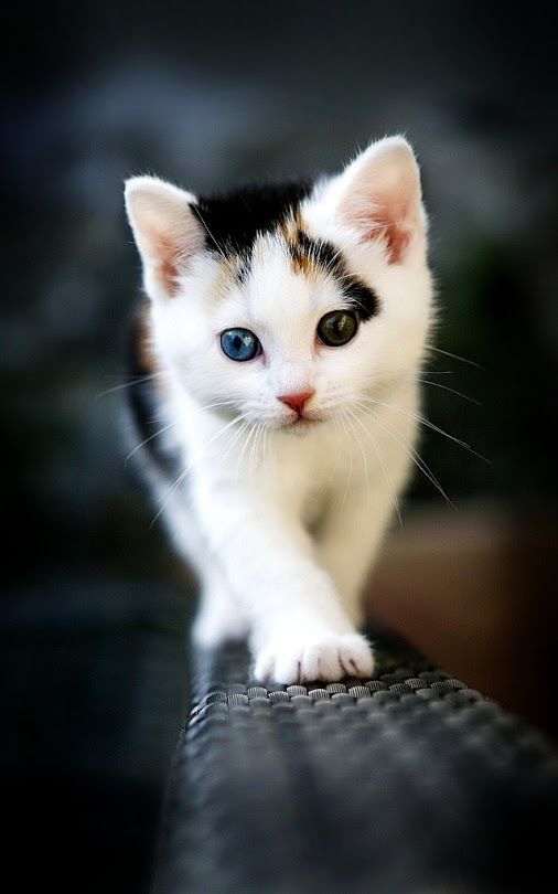 baby cat