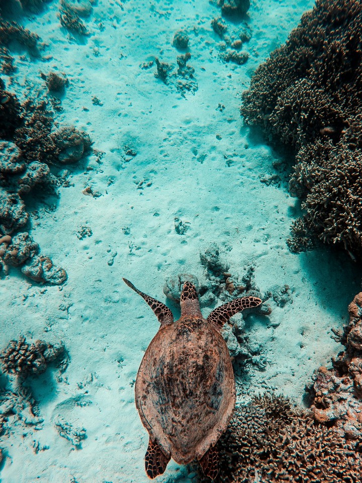 Tortoise