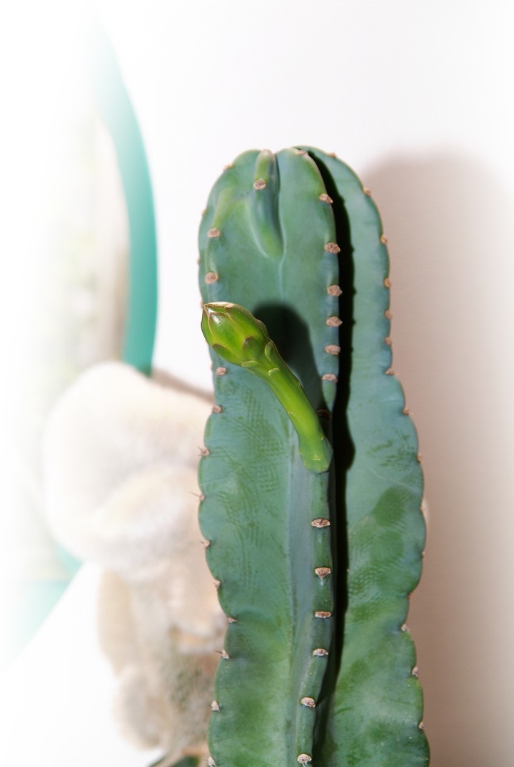 Cactus