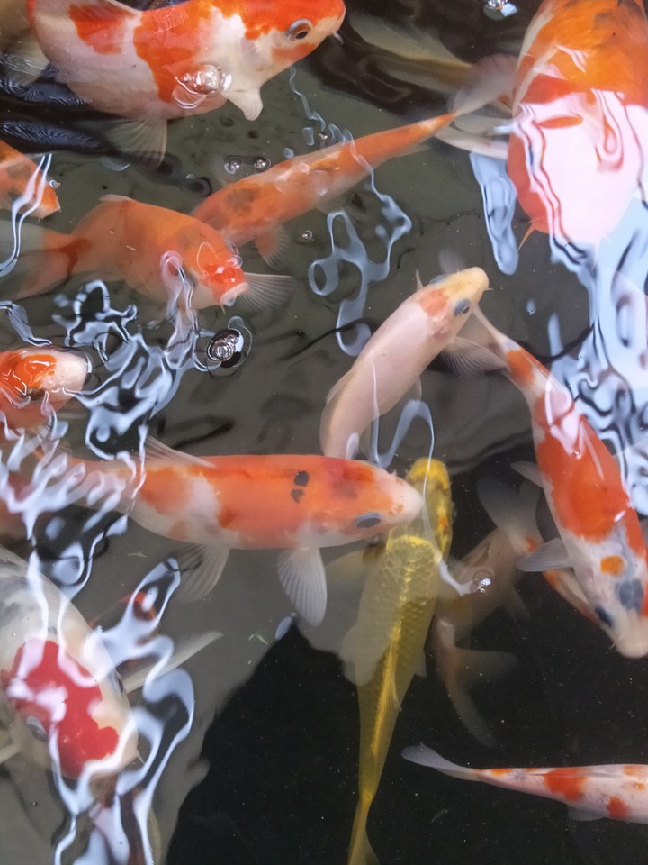 koi