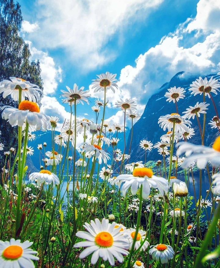 Nature's Beauty