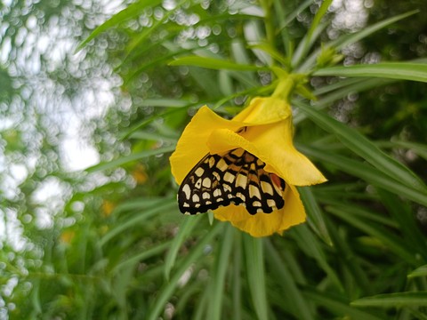 Nature