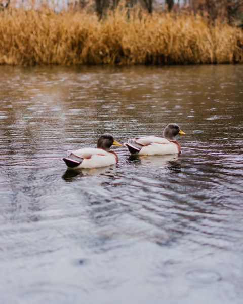ducks