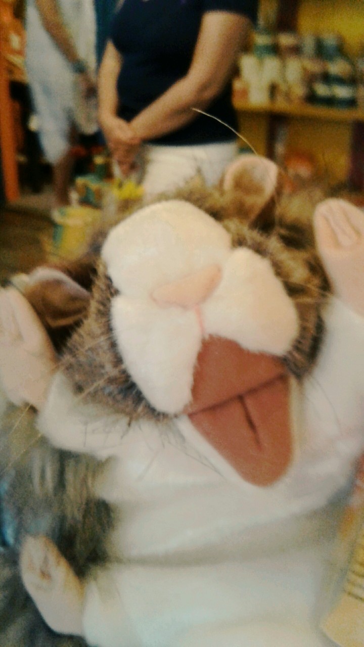 Guinea Pig