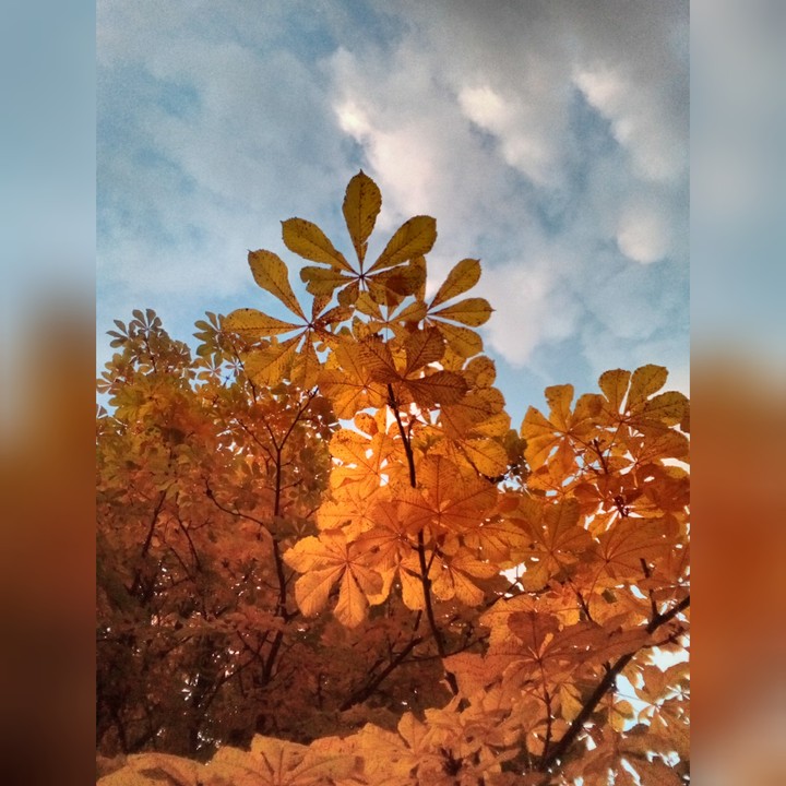 orange