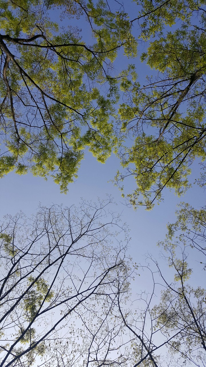 Mh.k