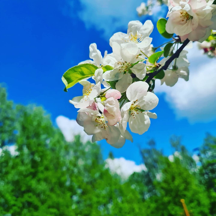 May blooming