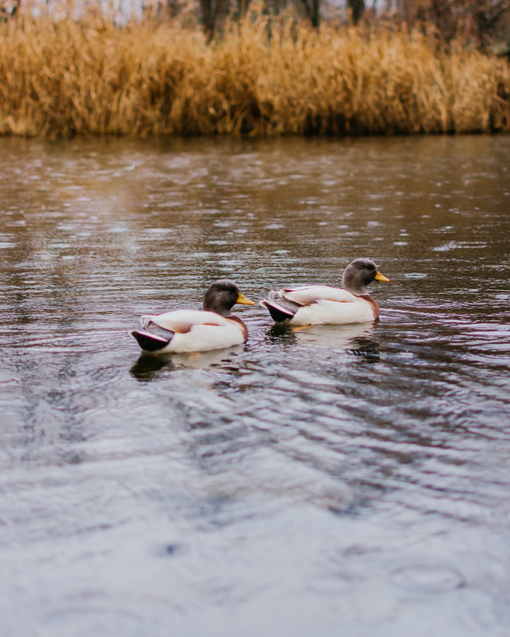 ducks