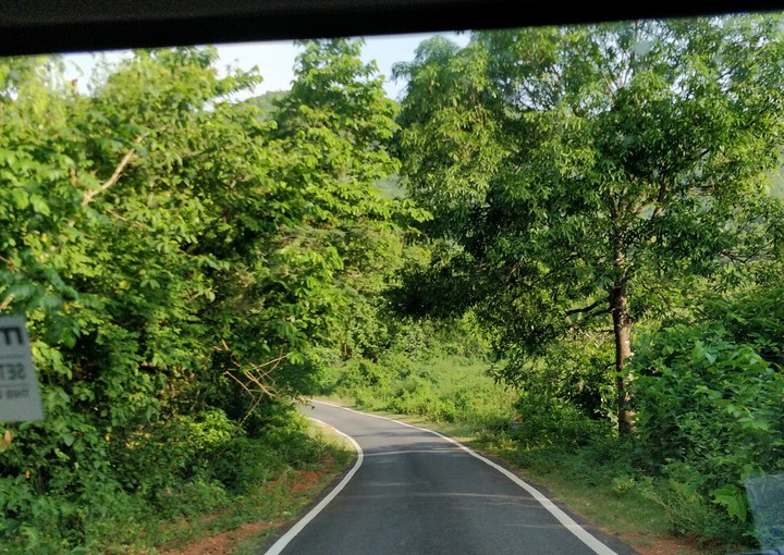 forest