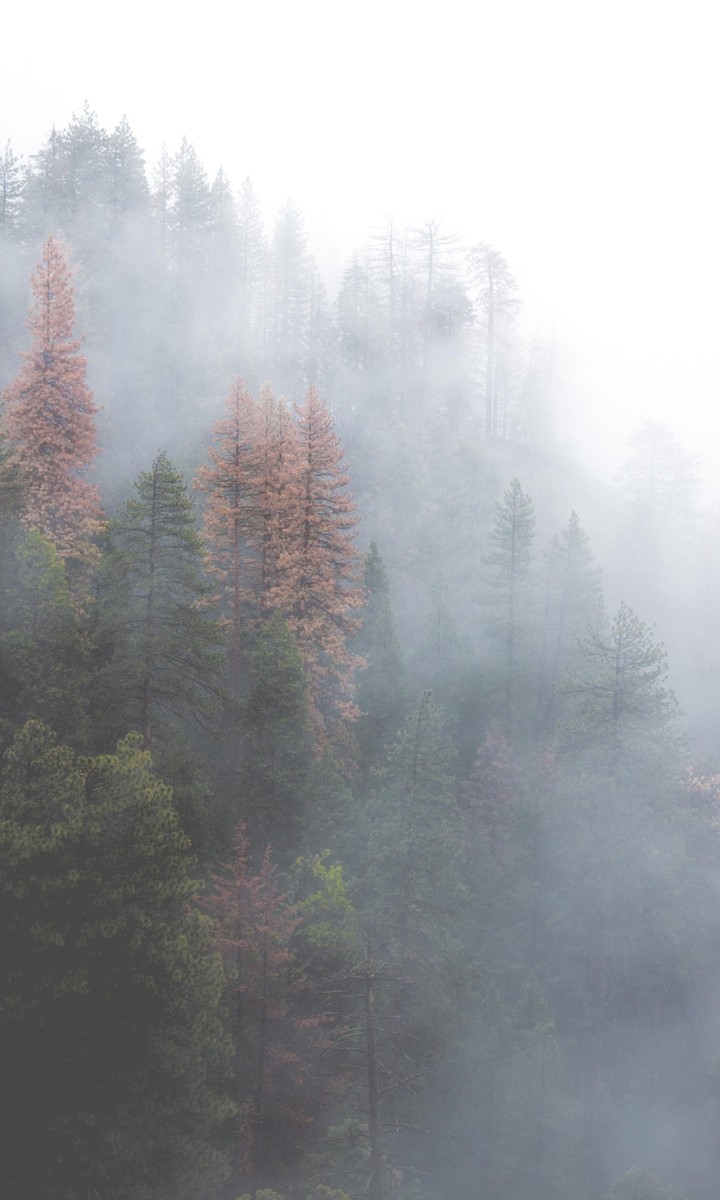 Fog