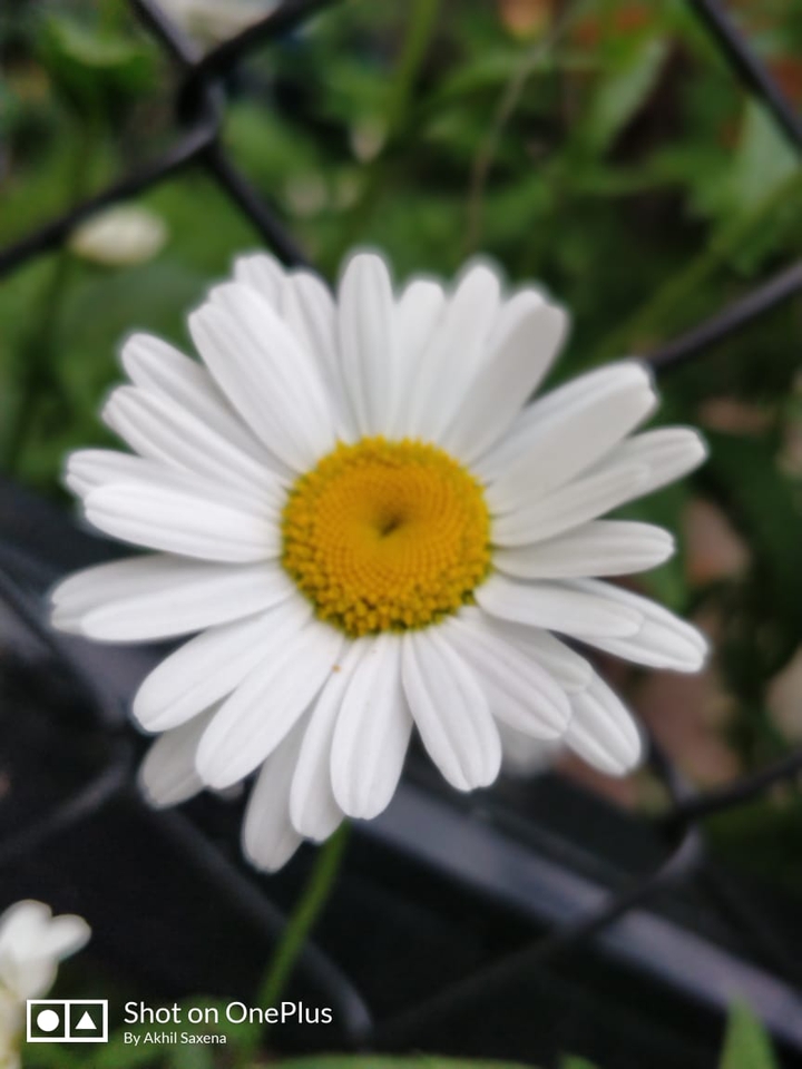 summer flowers in Sweden