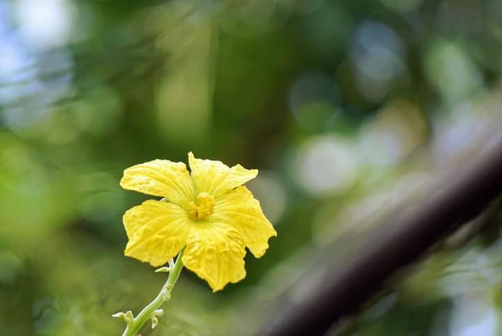 " Luffa cylindrica"