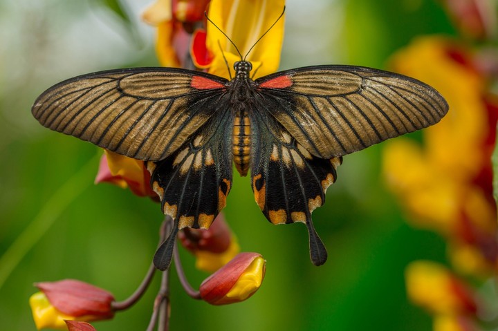 butterfly