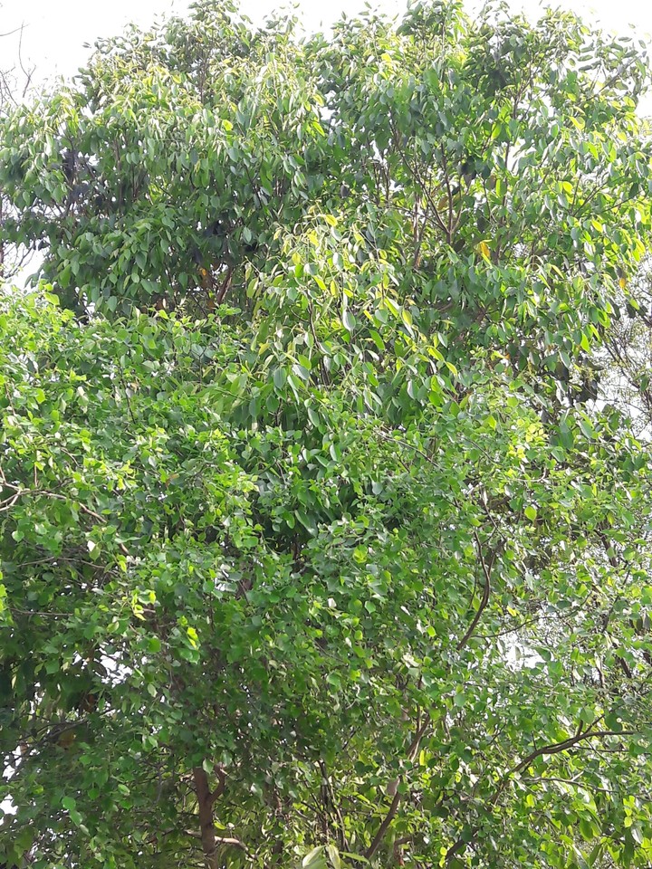 tree's