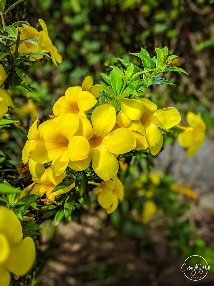 flowers of St. Vincent and the Grenadines