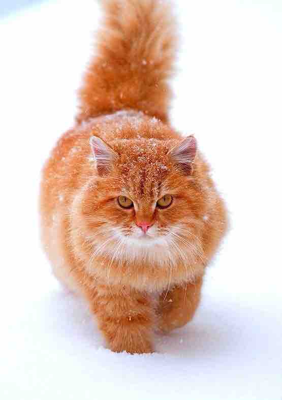 Cat - animal - pet - fur - cute
